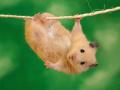 Funny-Hamster-national-geographic-6909651-1024-768